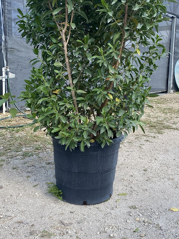 conocarpus-erectus-green-buttonwood