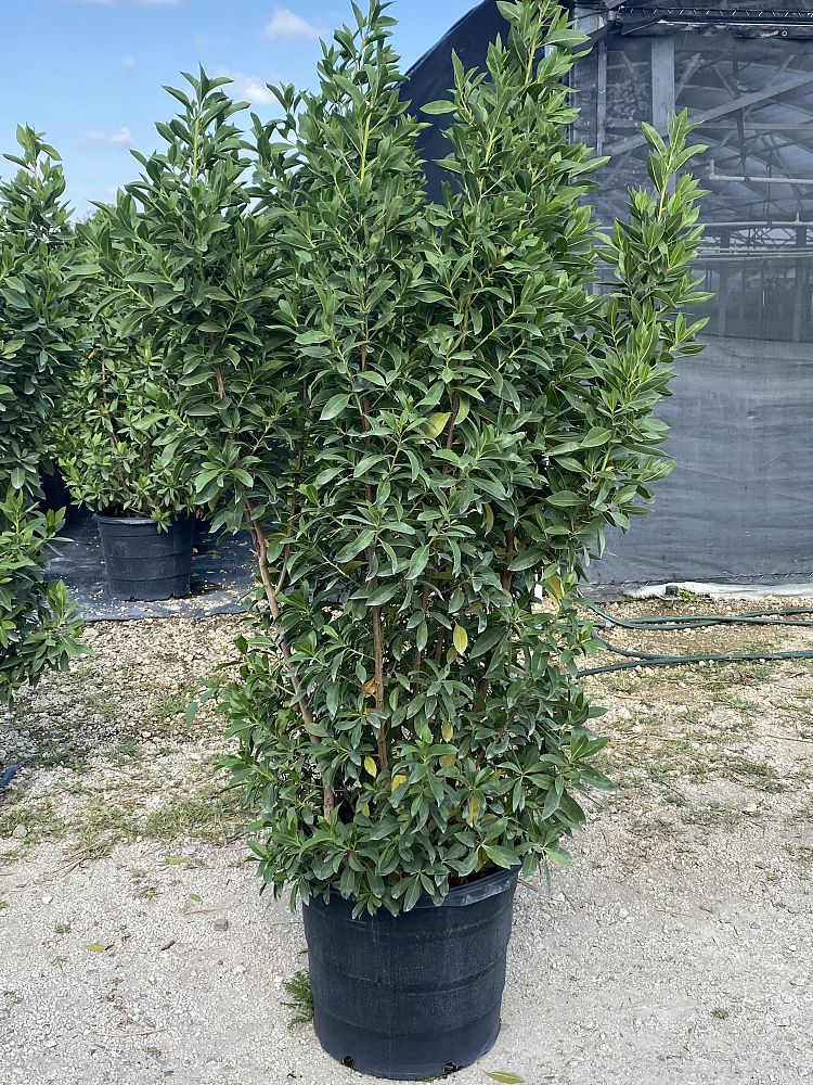 conocarpus-erectus-green-buttonwood