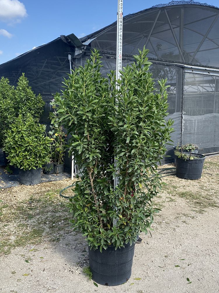 conocarpus-erectus-green-buttonwood