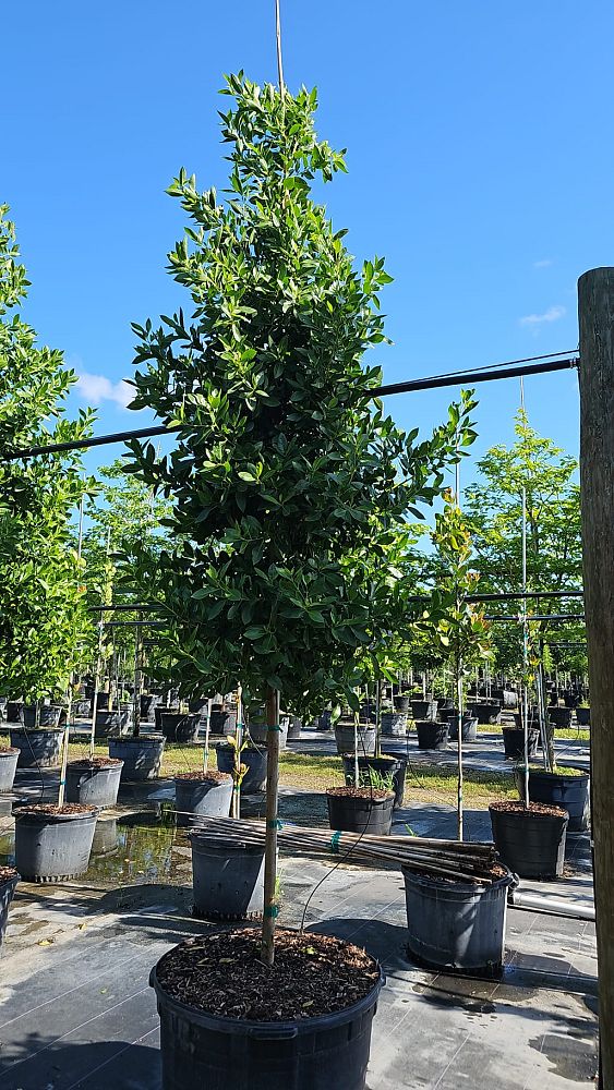 conocarpus-erectus-green-buttonwood