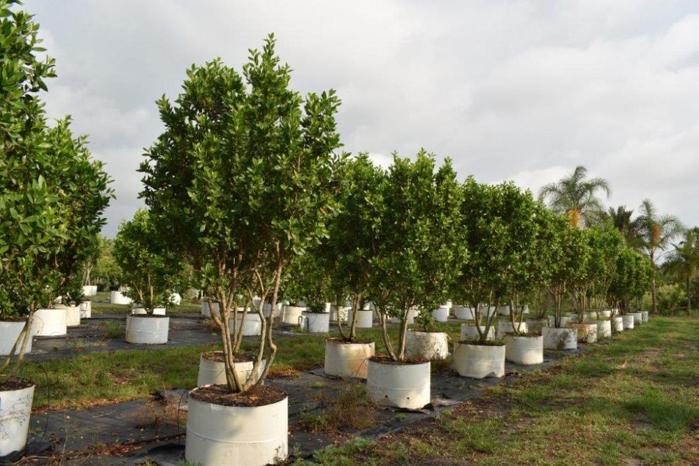 conocarpus-erectus-green-buttonwood