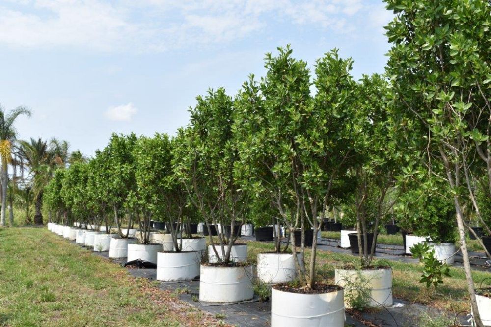 conocarpus-erectus-green-buttonwood