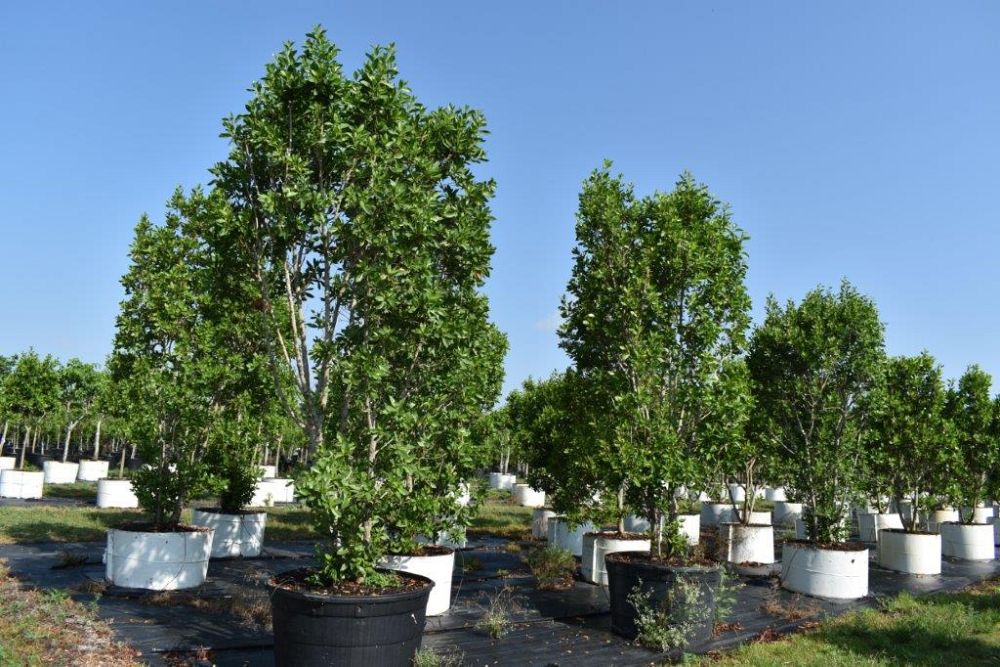 conocarpus-erectus-green-buttonwood