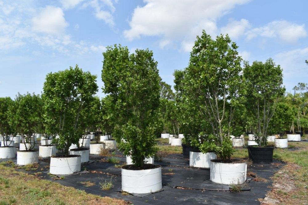conocarpus-erectus-green-buttonwood