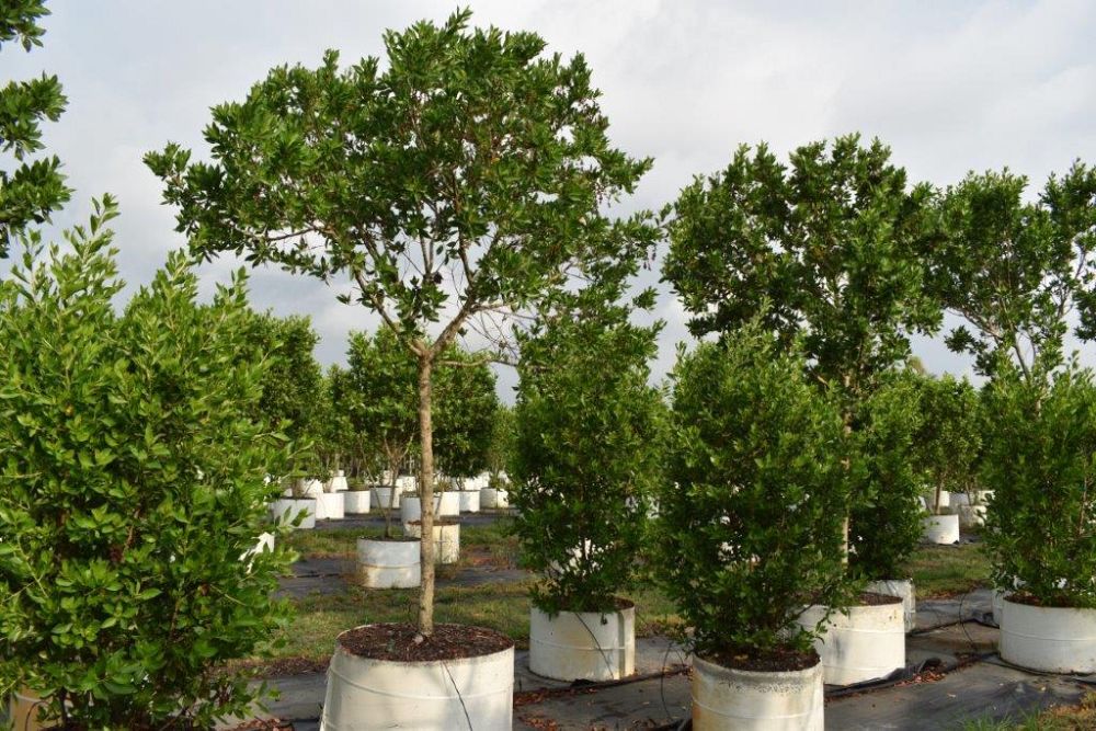 conocarpus-erectus-green-buttonwood