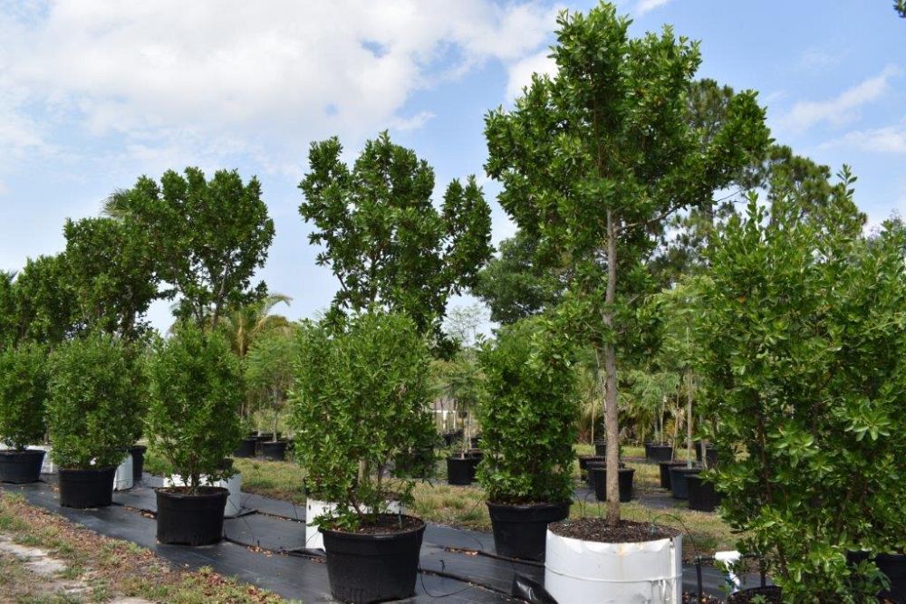 conocarpus-erectus-green-buttonwood