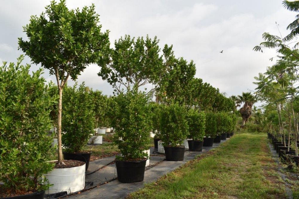 conocarpus-erectus-green-buttonwood