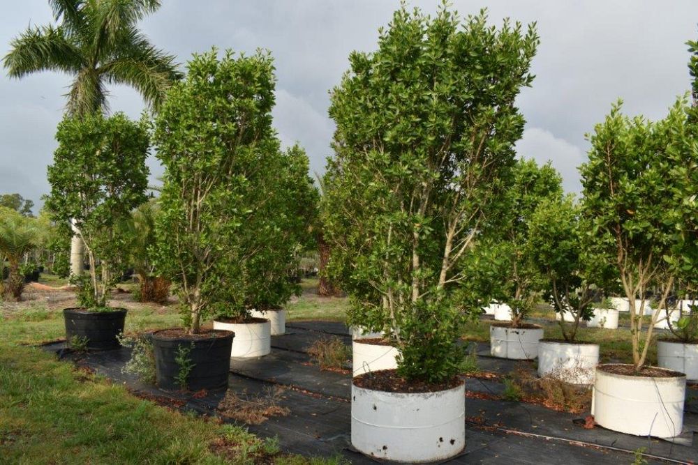 conocarpus-erectus-green-buttonwood