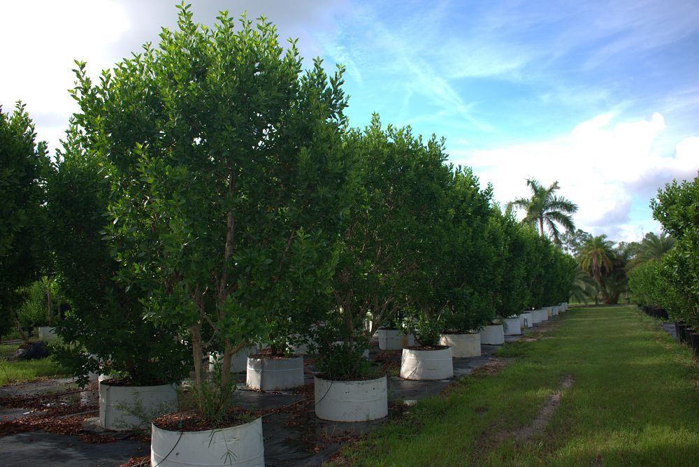 conocarpus-erectus-green-buttonwood