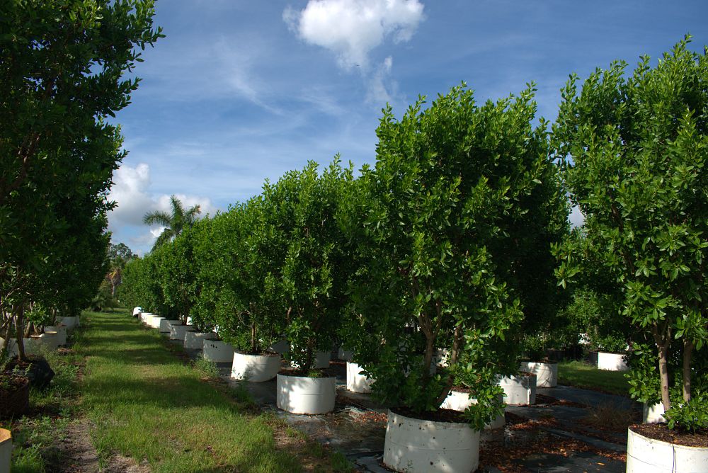 conocarpus-erectus-green-buttonwood