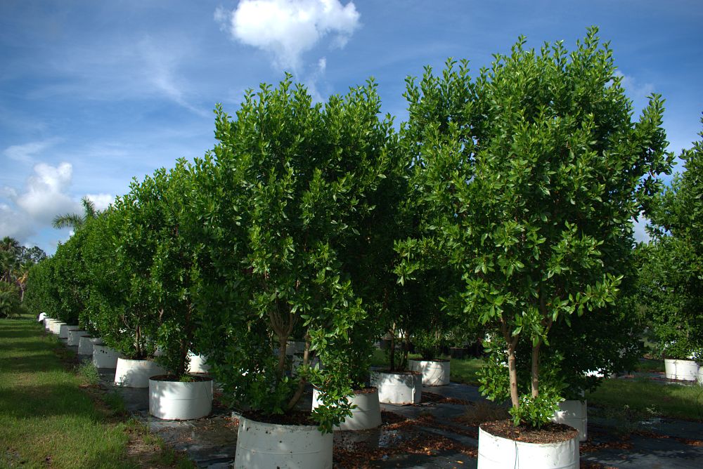conocarpus-erectus-green-buttonwood