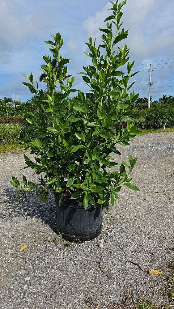 conocarpus-erectus-green-buttonwood