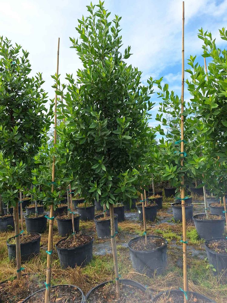 conocarpus-erectus-green-buttonwood