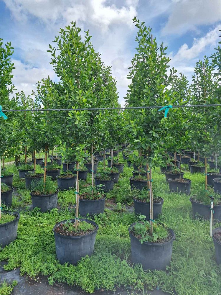 conocarpus-erectus-green-buttonwood