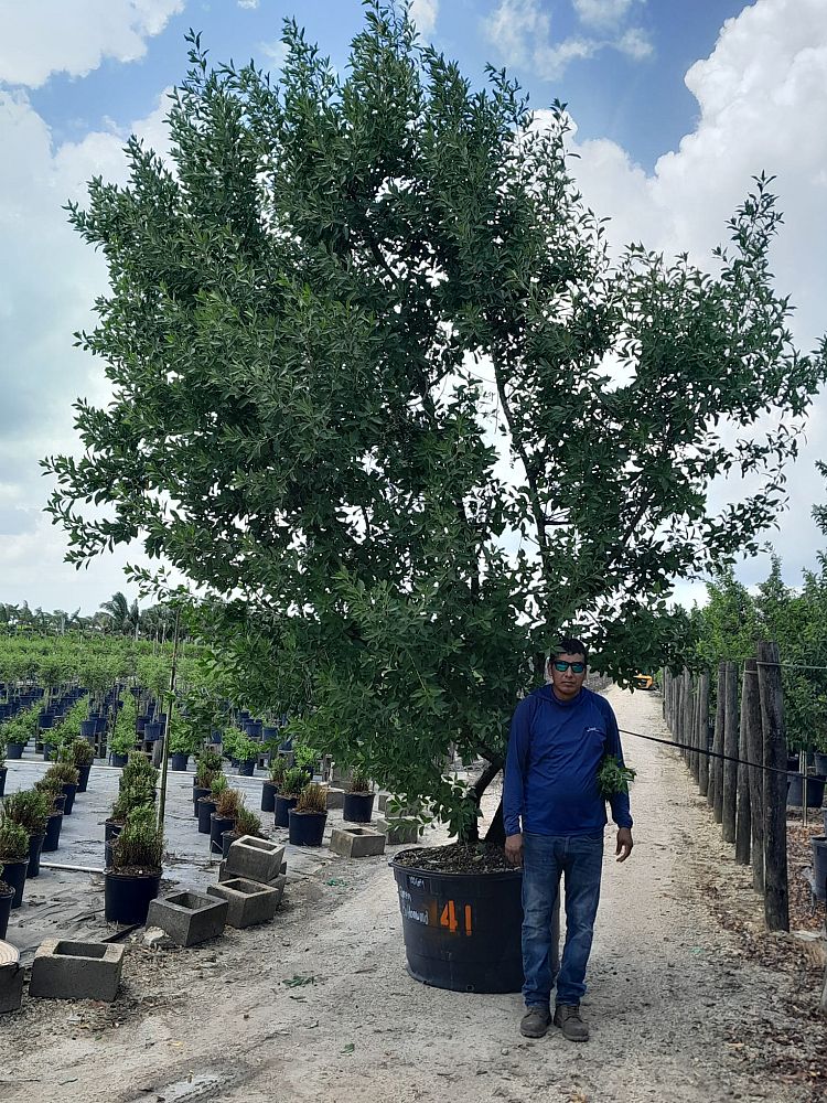 conocarpus-erectus-green-buttonwood