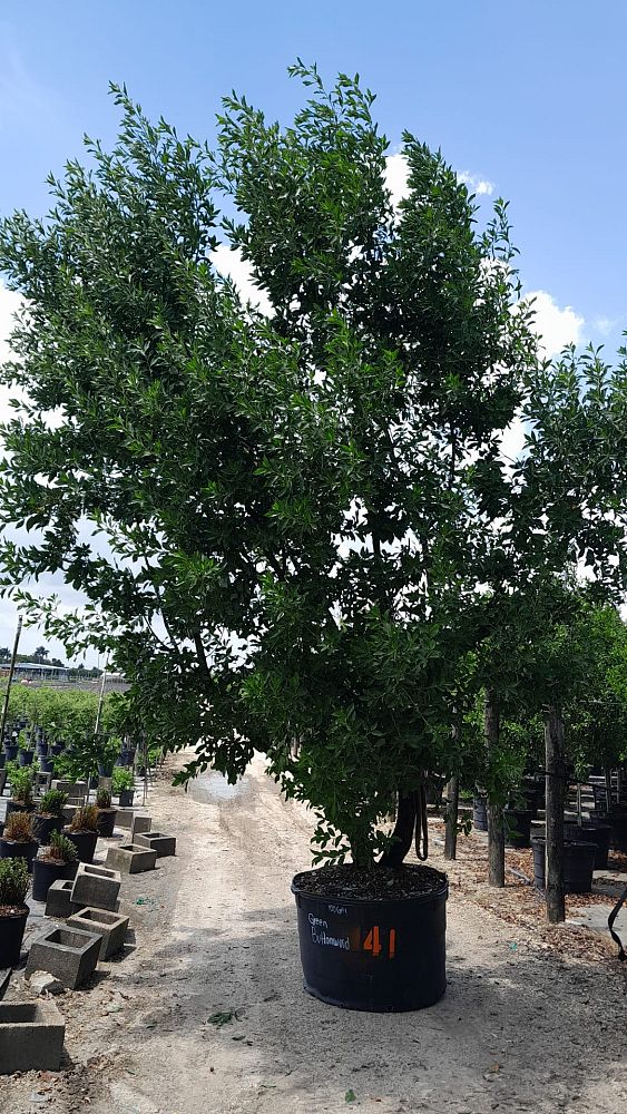 conocarpus-erectus-green-buttonwood