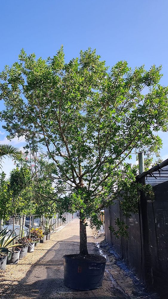 conocarpus-erectus-green-buttonwood