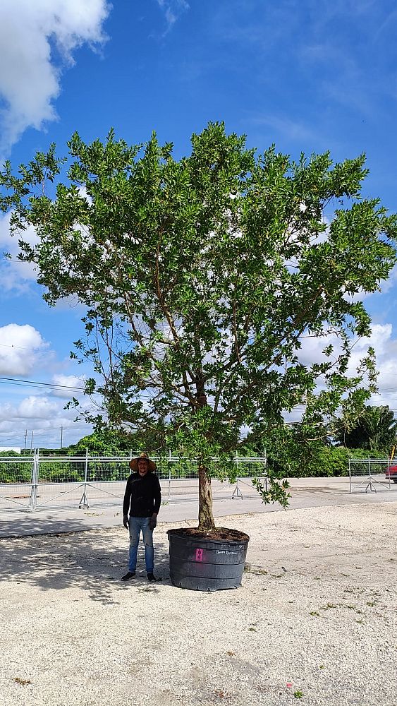conocarpus-erectus-green-buttonwood