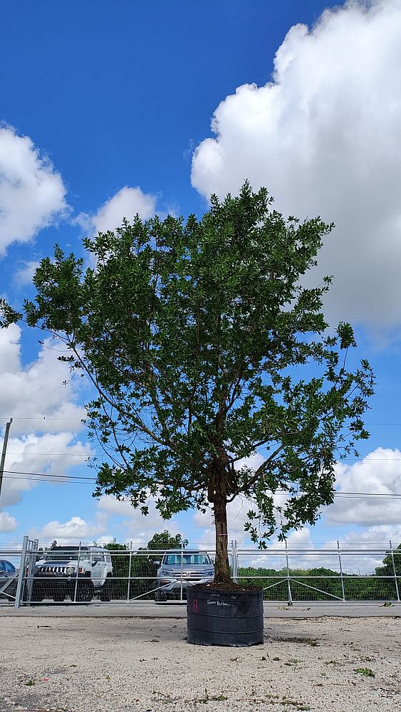 conocarpus-erectus-green-buttonwood