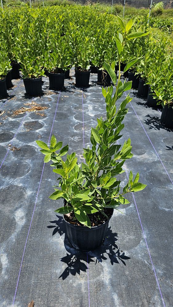conocarpus-erectus-green-buttonwood