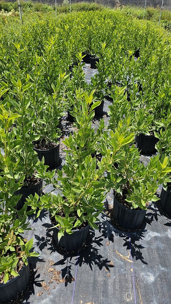 conocarpus-erectus-green-buttonwood