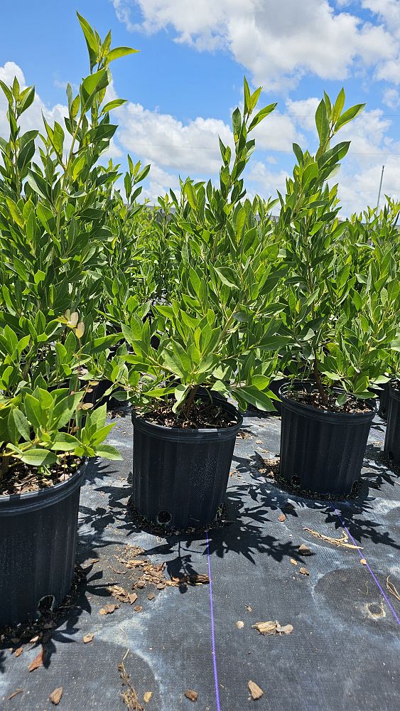 conocarpus-erectus-green-buttonwood