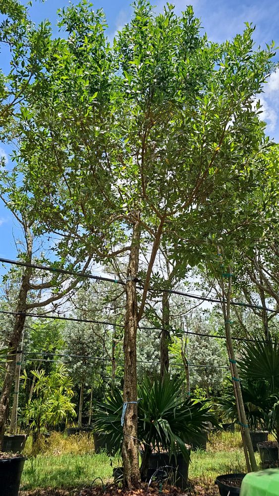 conocarpus-erectus-green-buttonwood