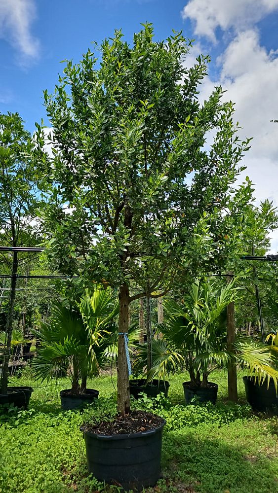 conocarpus-erectus-green-buttonwood