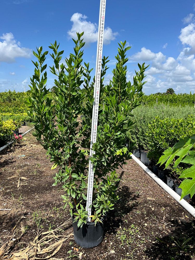 conocarpus-erectus-green-buttonwood