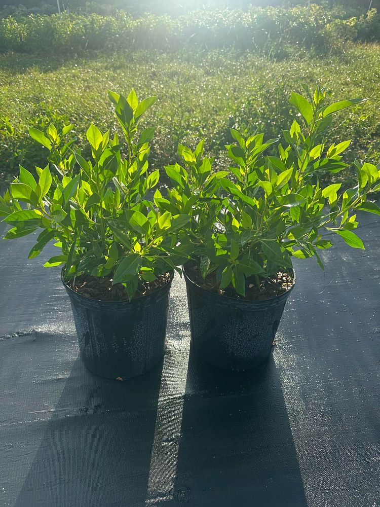 conocarpus-erectus-green-buttonwood