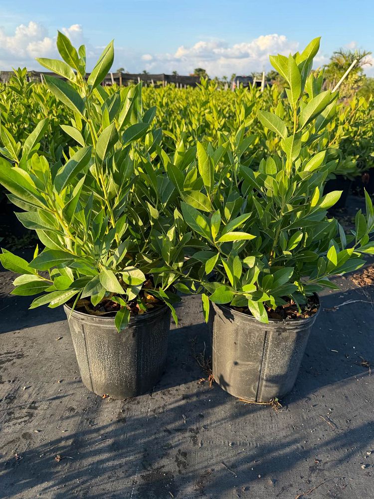 conocarpus-erectus-green-buttonwood