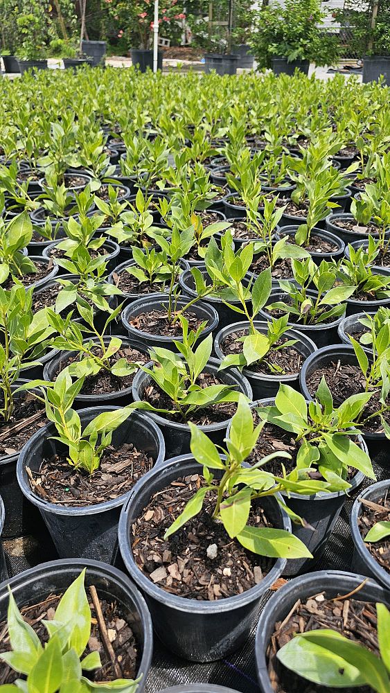 conocarpus-erectus-green-buttonwood