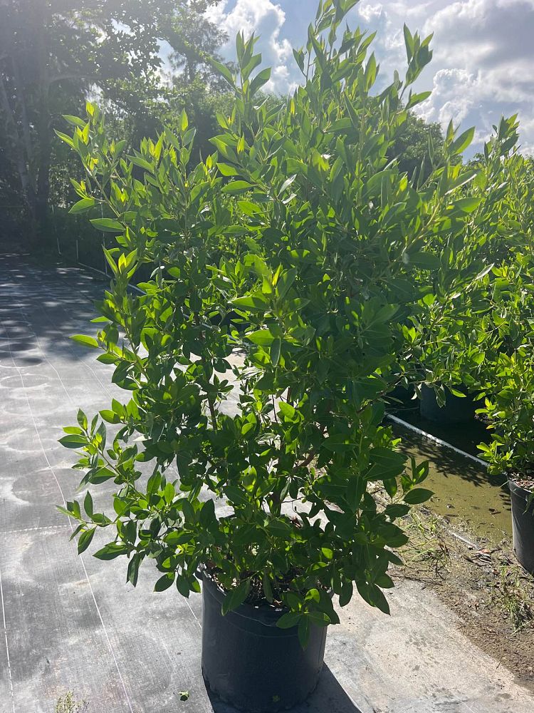 conocarpus-erectus-green-buttonwood