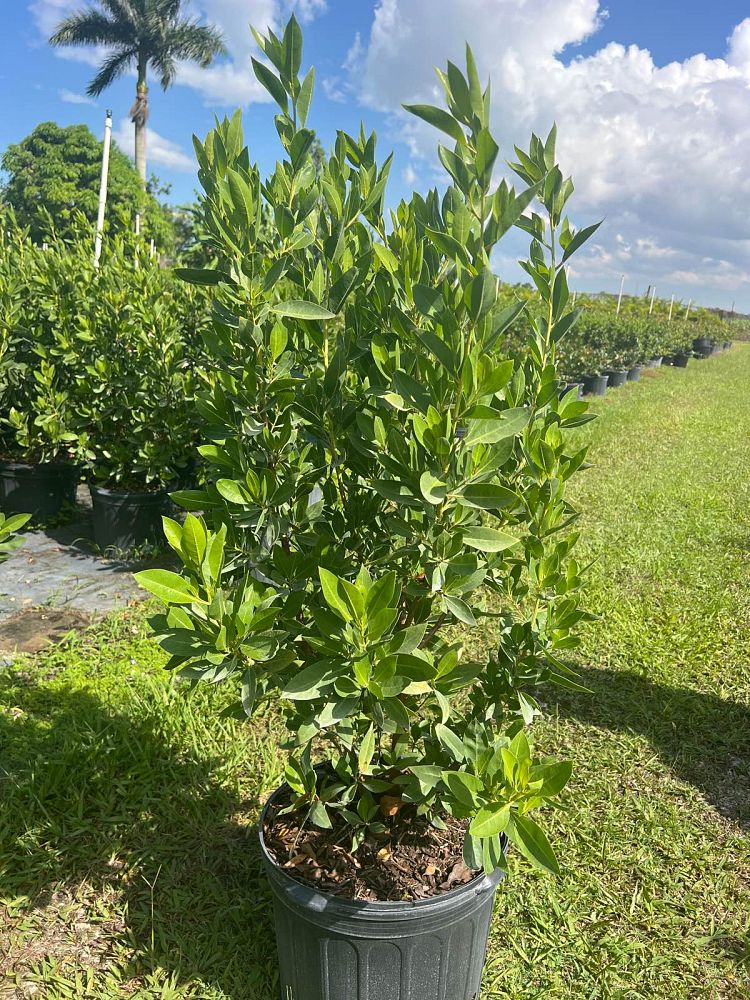 conocarpus-erectus-green-buttonwood