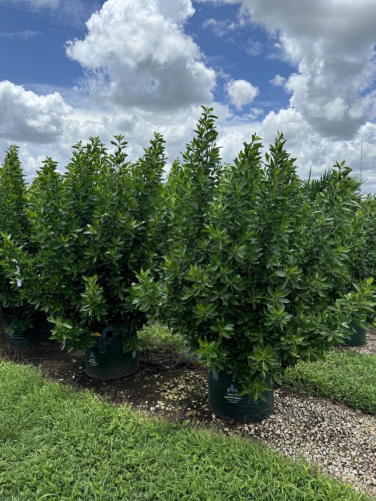 conocarpus-erectus-green-buttonwood
