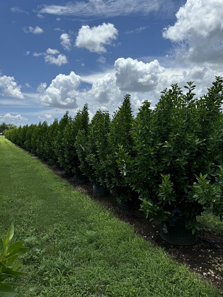 conocarpus-erectus-green-buttonwood