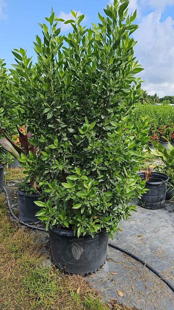 conocarpus-erectus-green-buttonwood