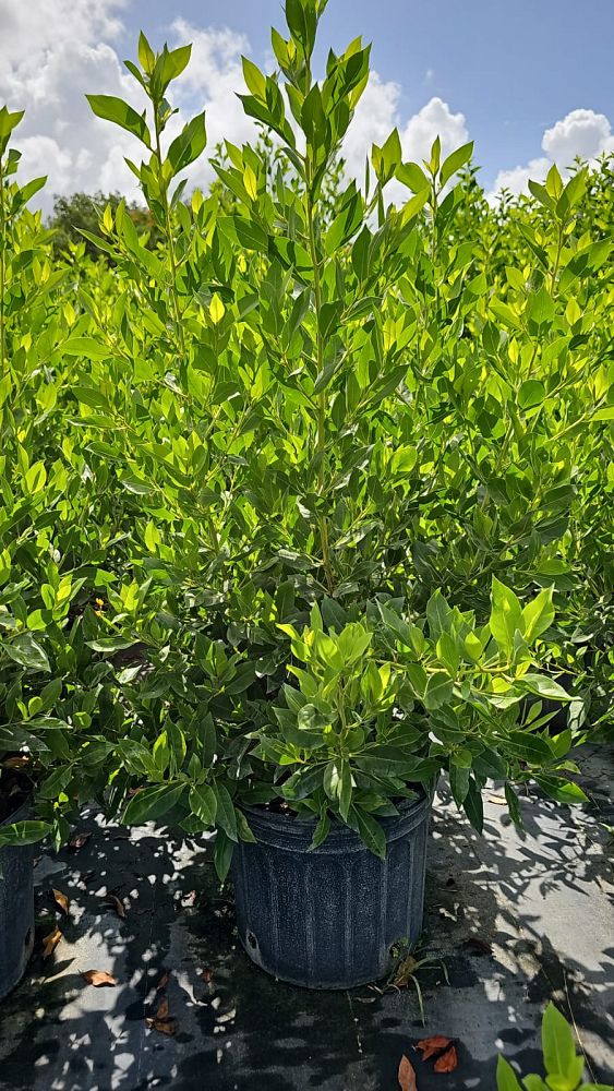 conocarpus-erectus-green-buttonwood