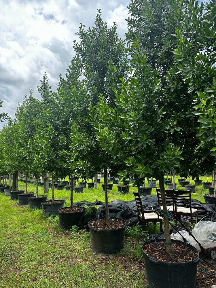 conocarpus-erectus-green-buttonwood
