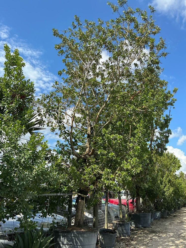 conocarpus-erectus-green-buttonwood