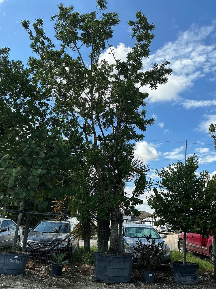 conocarpus-erectus-green-buttonwood