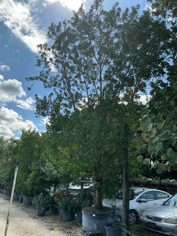 conocarpus-erectus-green-buttonwood