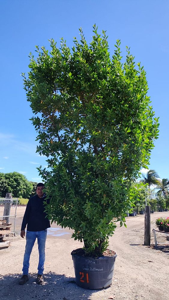 conocarpus-erectus-green-buttonwood