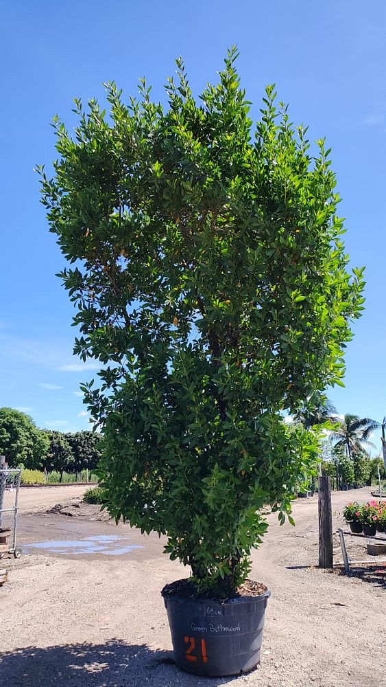 conocarpus-erectus-green-buttonwood