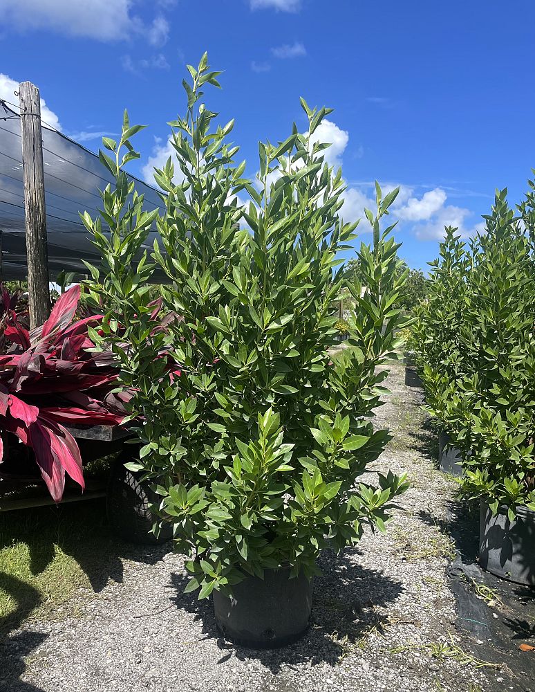 conocarpus-erectus-green-buttonwood