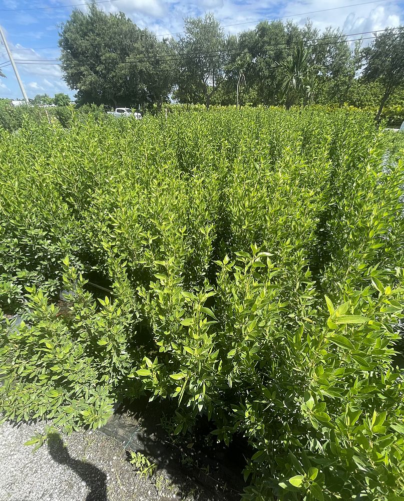 conocarpus-erectus-green-buttonwood