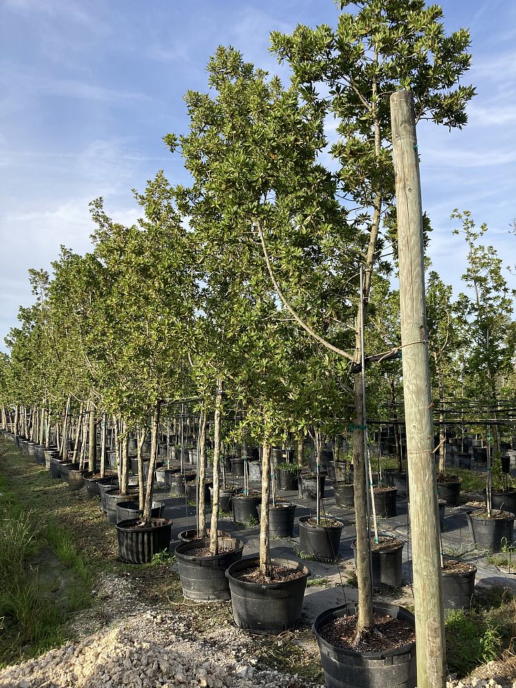 conocarpus-erectus-green-buttonwood