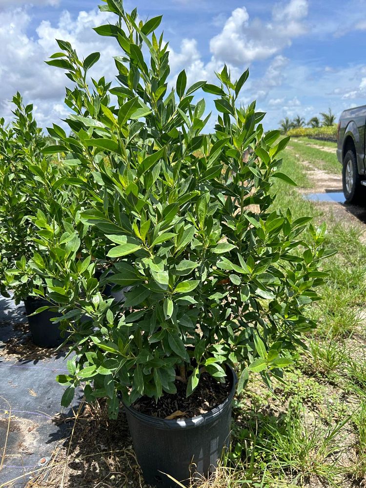 conocarpus-erectus-green-buttonwood