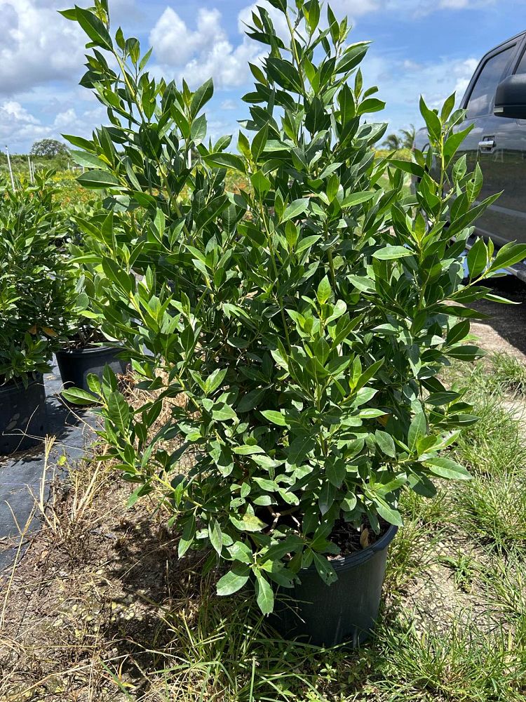 conocarpus-erectus-green-buttonwood