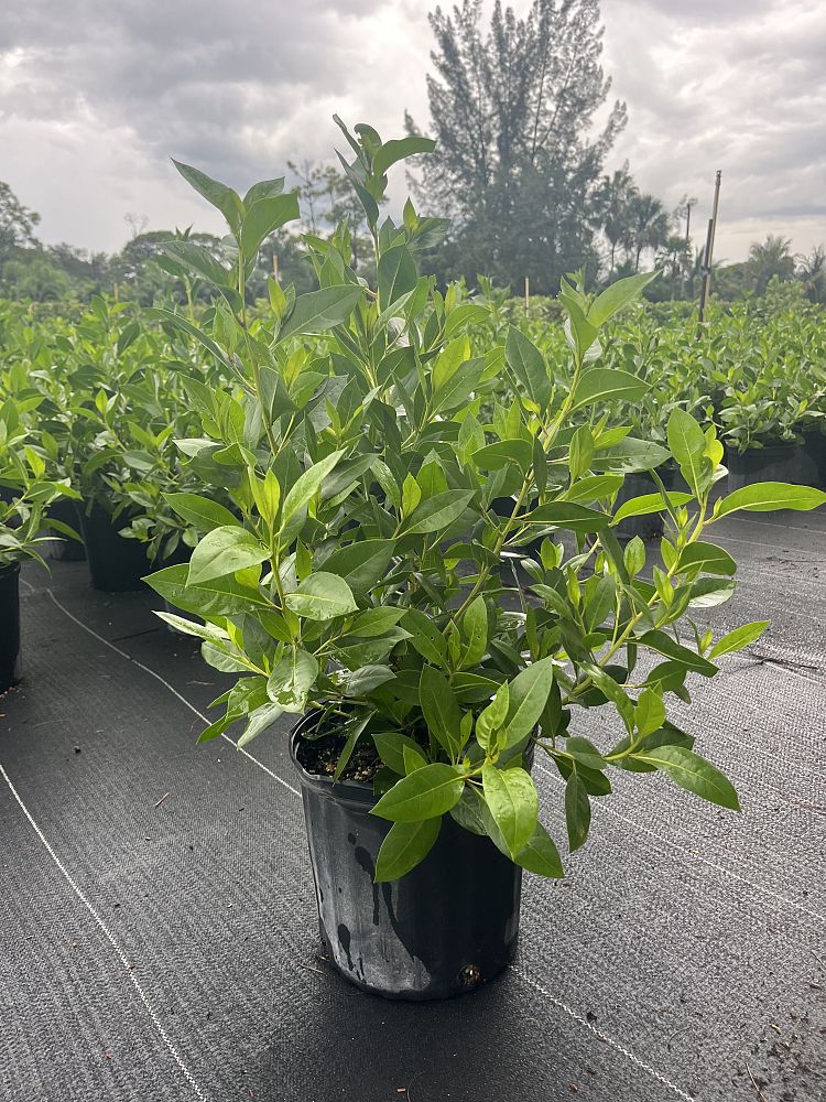 conocarpus-erectus-green-buttonwood